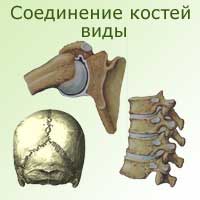 соединение костей, разные виды