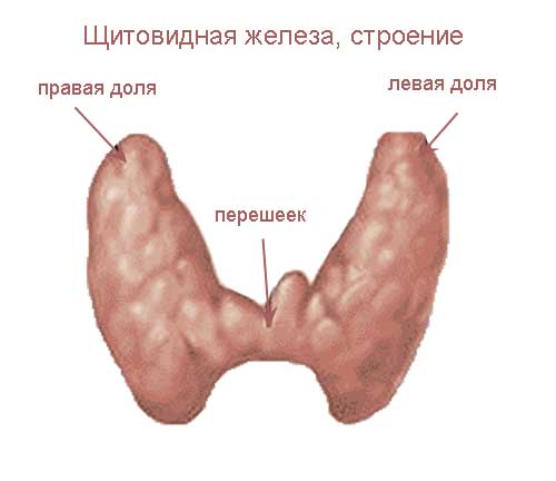 щитовидная железа, строение
