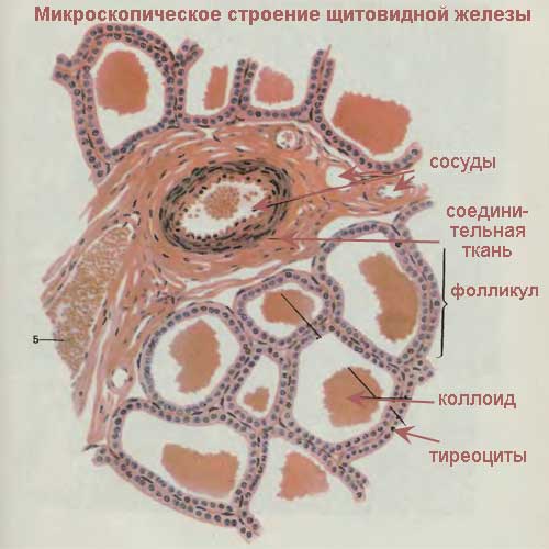микроскопическое строение щитовидной железы