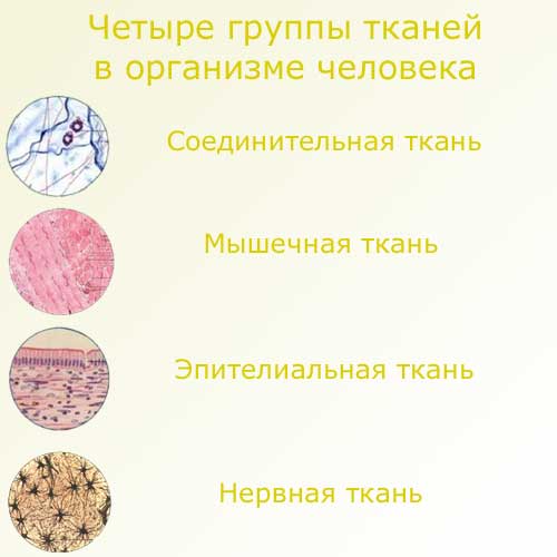 четыре группы тканей в организме человека