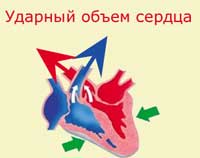 ударный объем сердца (УОС)
