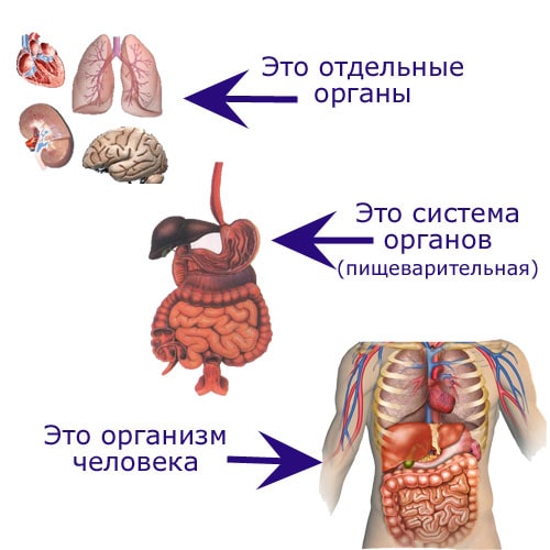 Отдельный орган. Группы органов. Отдельные органы в организме. 9 Систем органов человека. Какие системы есть в организме человека.