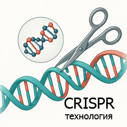 символическое изображение CRISPR-технологии