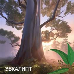 эвкалипт
