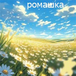 ромашки