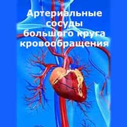 артериальные сосуды