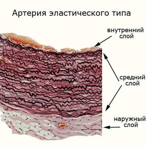 артерии эластического типа: три слоя