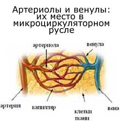 артериолы и венулы, их место в микроциркуляторном русле