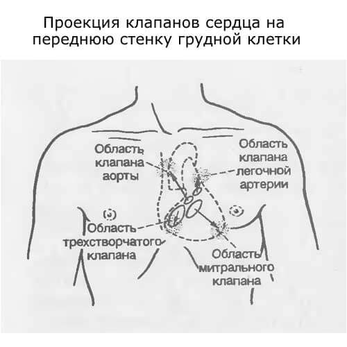 проекция клапанов сердца на переднюю грудную клетку