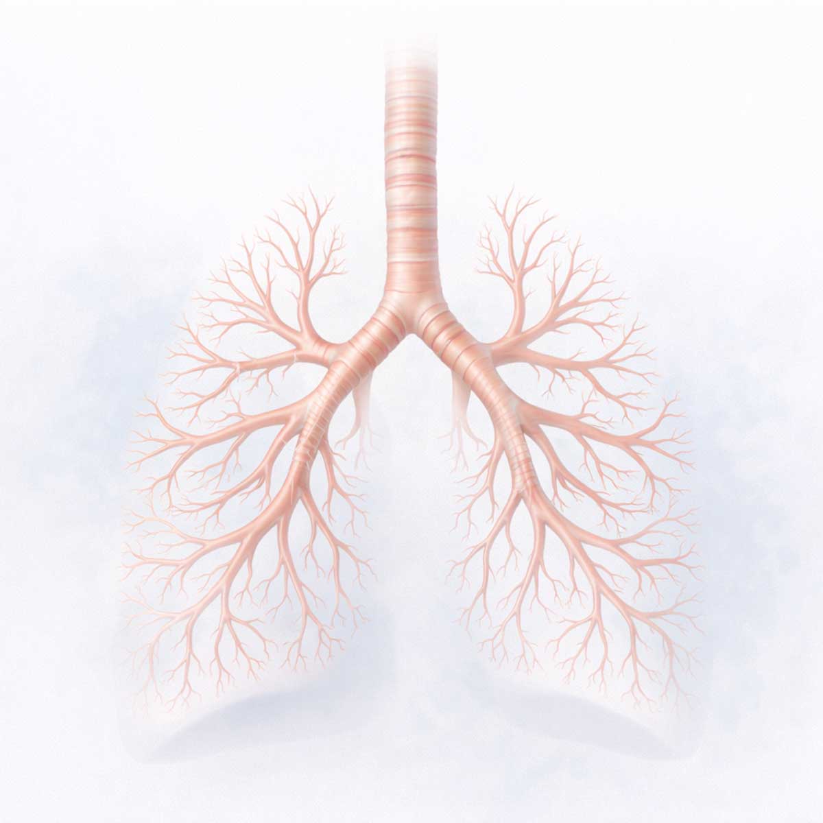 Схема бронхиального дерева человека: трахея, главные, долевые и сегментарные бронхи, бронхиолы.