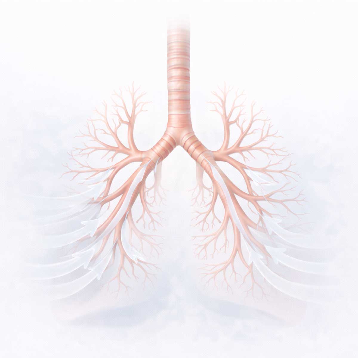 Путь движения воздуха по бронхам и бронхиолам во время дыхания.