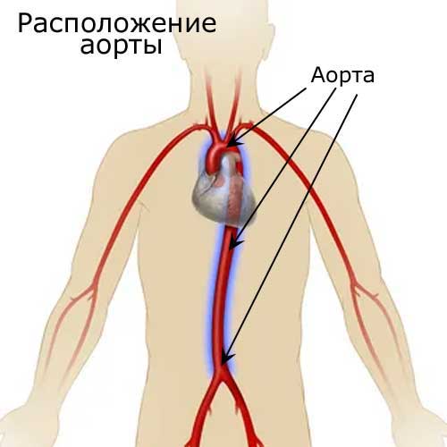расположение аорты в теле человека
