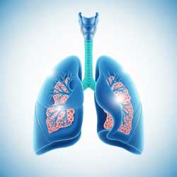 дыхательная система человека