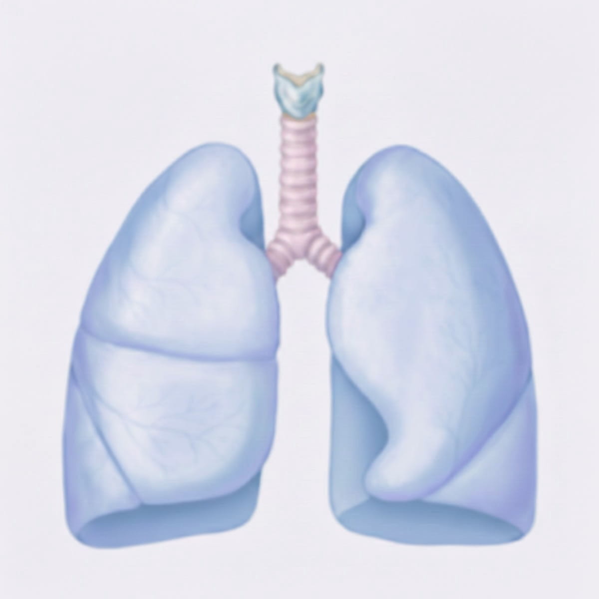 Дольки легких человека: схема правого и левого легкого