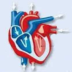 движение крови в сердце человека