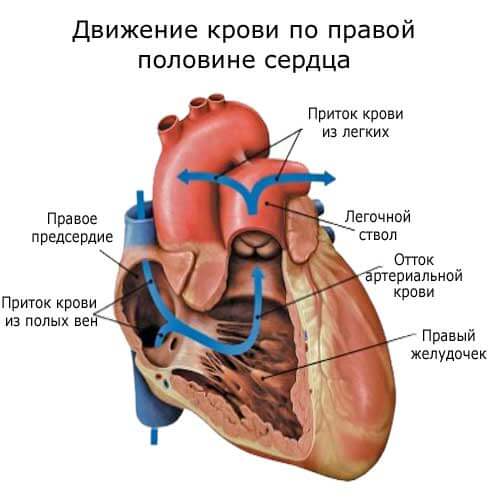 движение крови по правой половине сердца