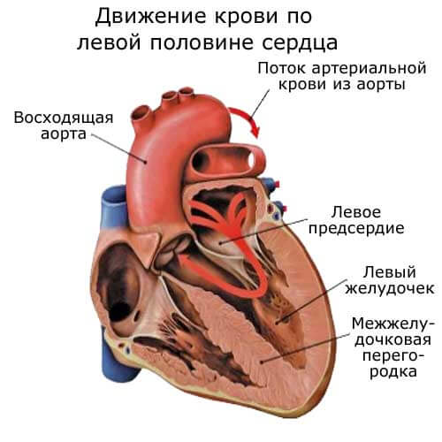 движение крови по левой половине сердца