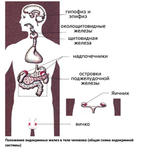 эндокринная система, схема