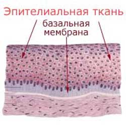 эпителиальные ткани