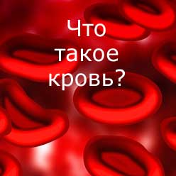 что такое кровь