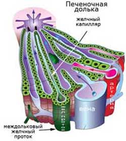 печеночная долька, где находится желчь в организме человека