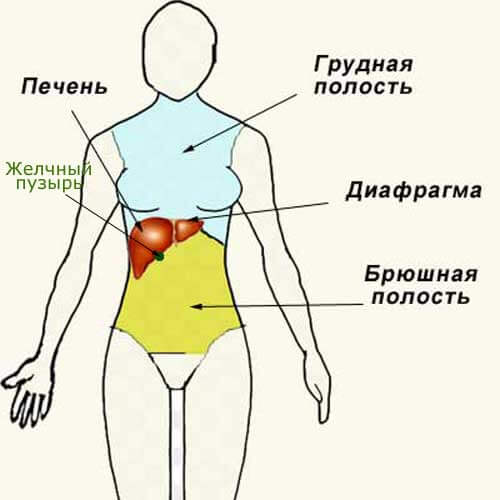 Брюшная и грудная полость тела. Где находится диафрагма. Расположение диафрагмы в организме. Диафрагма человека. Диафрагмы в теле человека.