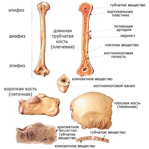 строение плоских, коротких и трубчатых костей, в которых находится костный мозг
