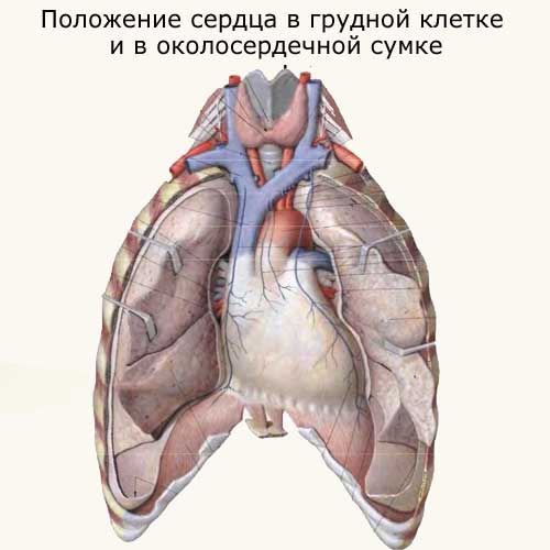 положение сердца в грудной клетке и в околосердечной сумке