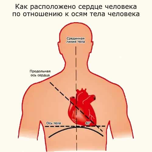 положение сердца по отношению к осям тела человека