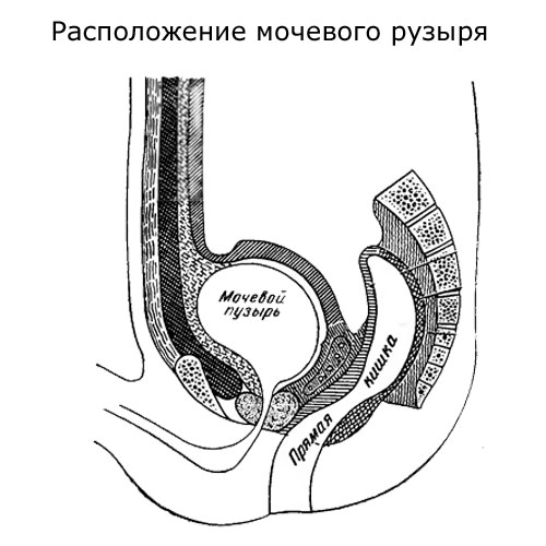 расположение мочевого пузыря