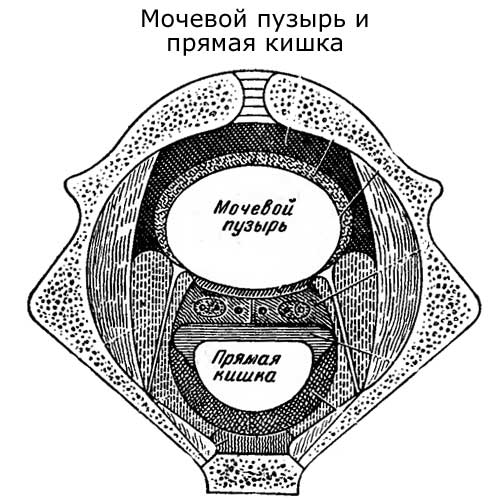 мочевой пузырь и прямая кишка