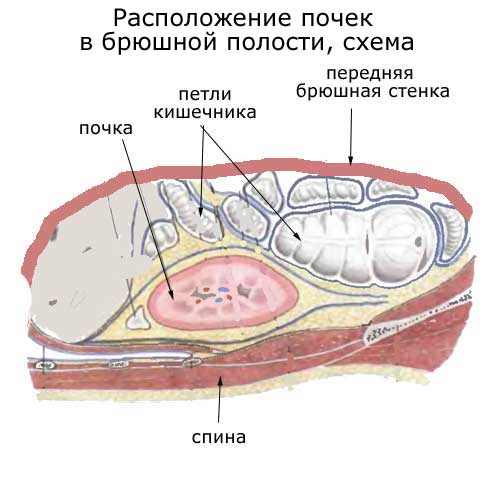 расположение почек в брюшной полости, схема