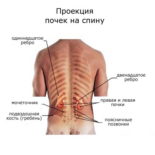 проекция почек на спину