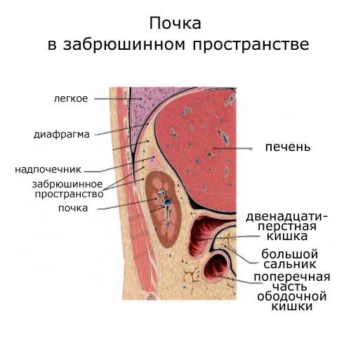 почки в забрюшинном пространстве