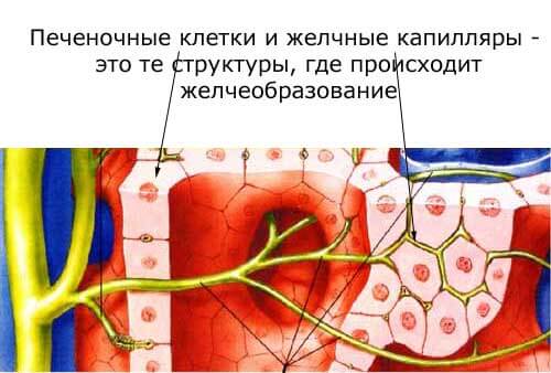 клетки печени и желчные капилляры, где происходит желчеобразвование