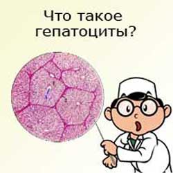 доктор рассказывает что такое гепатоциты
