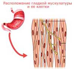гладкая мускулатура, положение и клетки