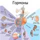 гормоны и эндокринные железы
