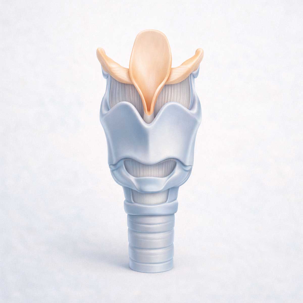 Медицинская 3D-иллюстрация строения гортани человека: хрящевой каркас гортани показан целиком (щитовидный, перстневидный хрящи и надгортанник)