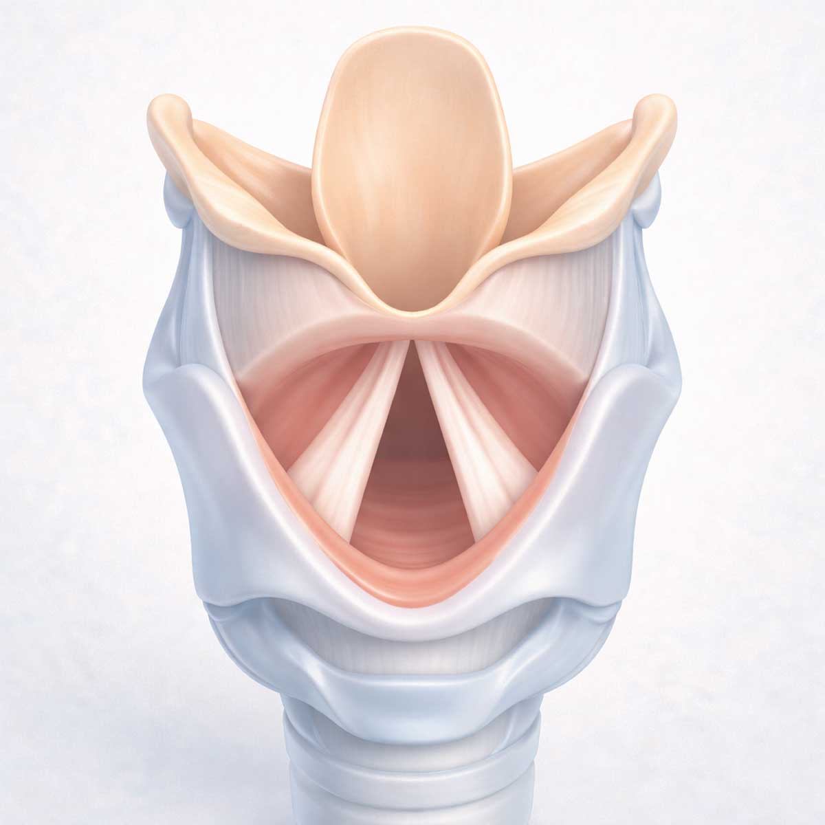 Медицинская 3D-иллюстрация гортани с акцентом на голосовые связки