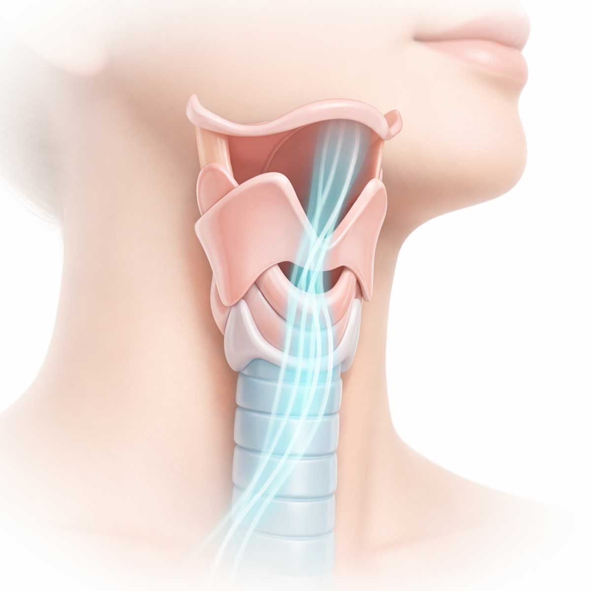 Медицинская 3D-иллюстрация гортани при дыхании: показано прохождение воздуха через гортань в трахею