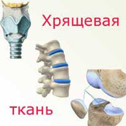 хрящевая ткань