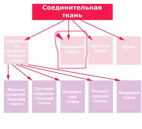место хрящевой ткани среди соединительных тканей
