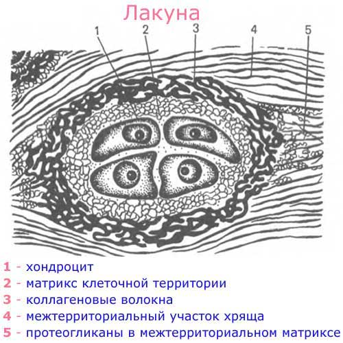 лакуна