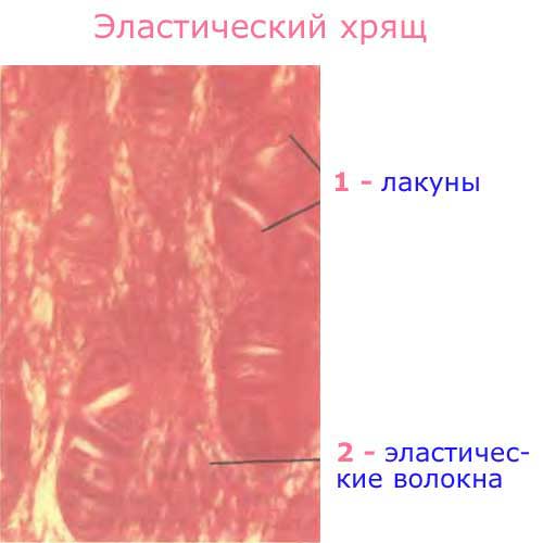 эластический хрящ