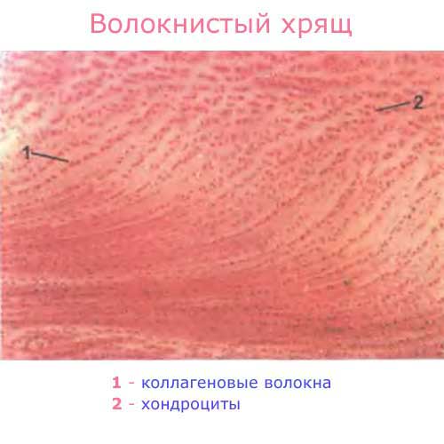 волокнистая хрящевая ткань