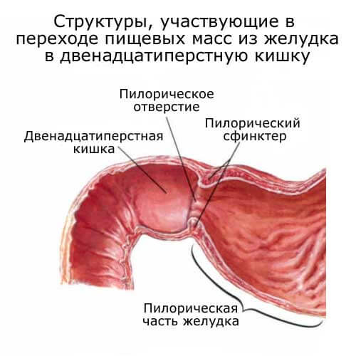структуры, принимающие участие в переходе пищи из желудка в двенадцатиперстную кишку