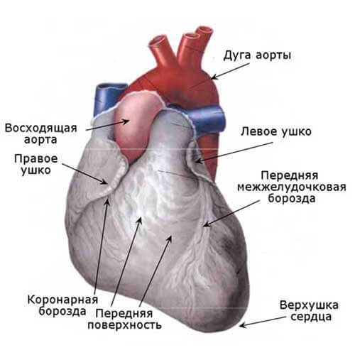 внешний вид сердца человека