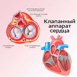 клапанный аппарат сердца