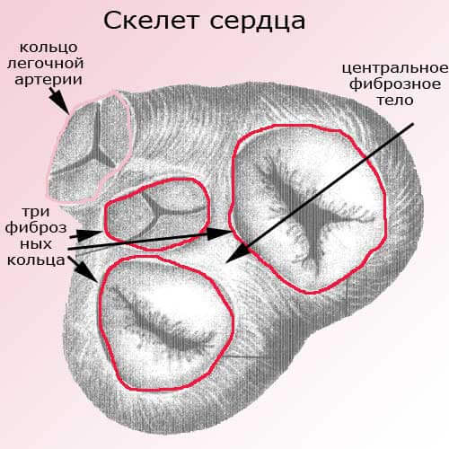 скелет сердца, фиброзные кольца, центральное фиброзное тело